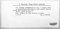 Erysiphe heraclei image